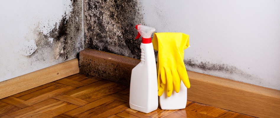 Professional Mold Prevention in West End, California